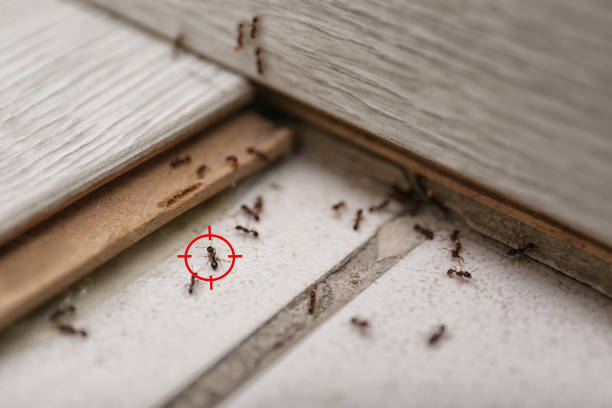 Best Affordable Pest Control Services  in Grand Haven, MI