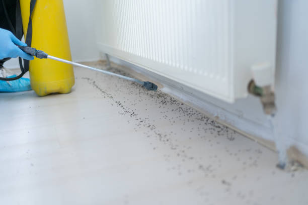 Wasp Removal Services in Grand Haven, MI